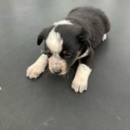 Hersey - Blue male Australian Cattle Dog puppy in Lancaster, Minnesota from Weleski Chocolate Heelers