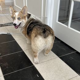 American Corgi puppies from PNW Corgis