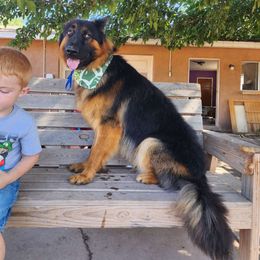 Hickory - German Shepherd