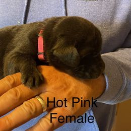 Labrador Retriever Puppies from Farmers Creek Kennels
