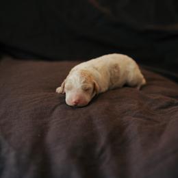Gumbo - Parti male Goldendoodle puppy in Inman, South Carolina from Dark Corner Doodles