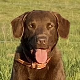 Ranger - Chesapeake Bay Retriever