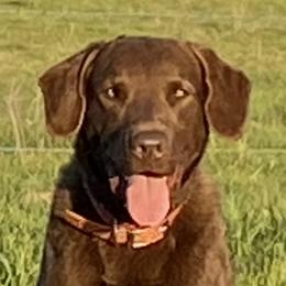 Ranger - Chesapeake Bay Retriever