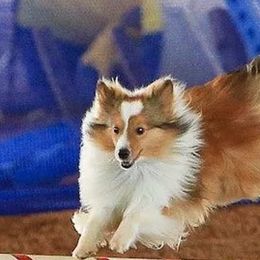 Shetland Sheepdog All Grown Up from Fox Point Farm Toy Shelties