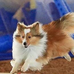 Shetland Sheepdog All Grown Up from Fox Point Farm Toy Shelties
