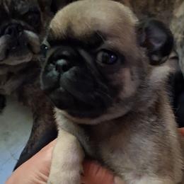 Boy 1 - Fawn male Pug puppy in Gadsden, Alabama from Carla's Pugs