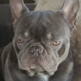 Jameson - French Bulldog
