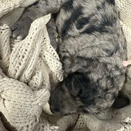 Peach Collar - Brindle female Poodle puppy in Chino Valley, Arizona from Whiskey Row Royals
