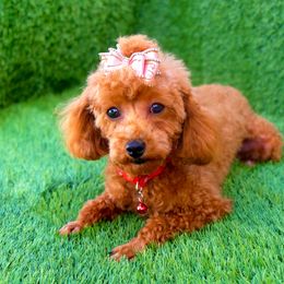 Pumpkin - Poodle