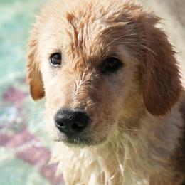 Golden Retriever Puppies from UnrivaledGoldens