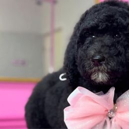 Pumpkin - Poodle puppy from Sharp’s Standard Poodles