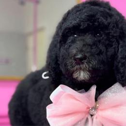 Pumpkin - Poodle puppy from Sharp’s Standard Poodles