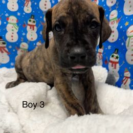 Boy 3 - Great Dane puppy from Bull West Kennels