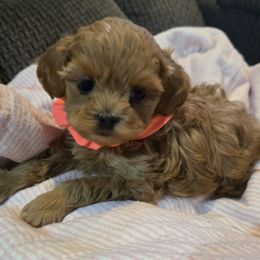 Bell - Red female Cavapoo puppy in Blackfoot, Idaho from Rocky Desert Goldens and Cavaliers
