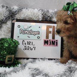 Goldendoodle and Poodle Puppies from Partridge Doodles and Poodles