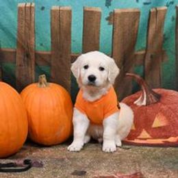 Golden Retriever Puppies from Smokey Mountain English Goldens