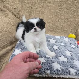 GiGI - Black and white female Japanese Chin puppy in Salem, Oregon from Chinnychinchinofsalem