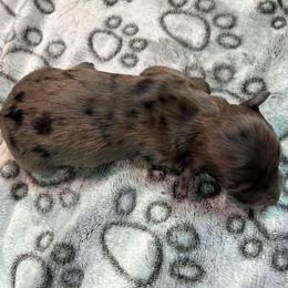 Dagdan - Black male Dachshund puppy in Park Hills, Missouri from Ozark Miniature Dachshunds
