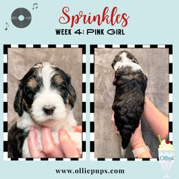 Sprinkles - Tri-color female Bernedoodle puppy in Boiling Springs, South Carolina from OlliePups, LLC