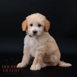 Mister Green - Cream male Labradoodle puppy in Travelers Rest, South Carolina from Doodles of Love Labradoodles