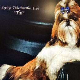 Shih Tzus from Southern Class Shih Tzu