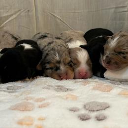 Australian Shepherd puppies from Northwest Ohio Aussies