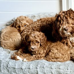 Missy - Caramel red female Australian Labradoodle puppy in Auburn, Washington from West Valley Labradoodles
