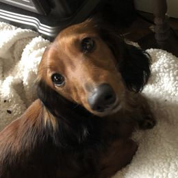 Arlo - Dachshund