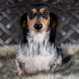 Kota - Dachshund