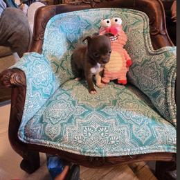 Mattie - Chocolate and white female Chihuahua puppy in Orange, Texas from Tiny Paws from God