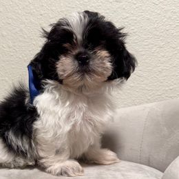 Boy (Navy Blue Bow) - Black and white male Shih Tzu puppy in National City, California from NCStellarPuppies