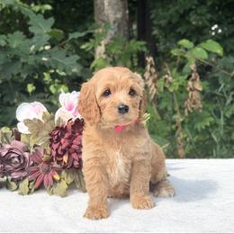 Pink Bow - Apricot female Cavapoo puppy in Evart, Michigan from Northern’s Cute Cuddly Cava Poos
