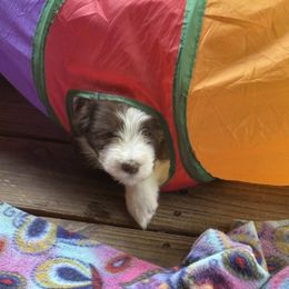 Bearded Collie Puppies from Aberlour Bearded Collies