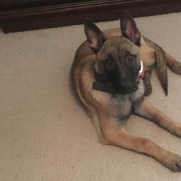 Belgian Malinois from Danielle Newton's Belgian Malinois