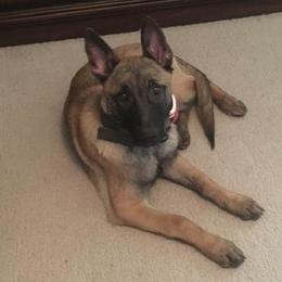 Belgian Malinois from Danielle Newton's Belgian Malinois
