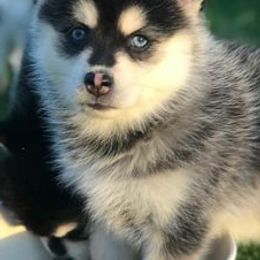 Pomskies from E&T Pomsky