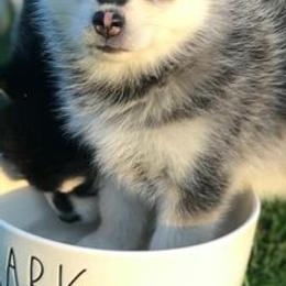Pomskies from E&T Pomsky