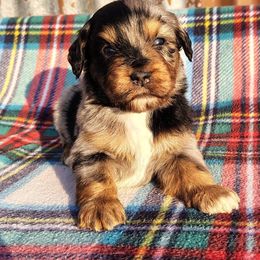 Dumpling - Blue merle female Miniature Australian Shepherd puppy in Muskogee, Oklahoma from Tagalong Lane Australian shepherds