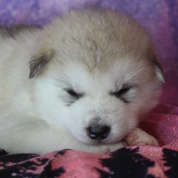 Juno - Gray and white female Alaskan Malamute puppy in Independence, Virginia from New River Valley Malamutes
