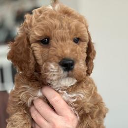 Goldendoodle puppies from Miley&Co.