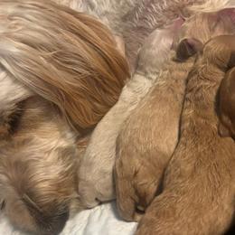 Goldendoodles from Petal Perfect Puppies
