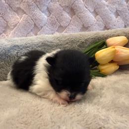 Meadow - Black and tan parti female Pomeranian puppy in Success, Missouri from Sweet Success