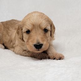 Goldendoodle Puppies from Lake Village Doodles
