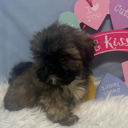 Alexa - Silver gold and white female Shih Tzu puppy in Tenino, Washington from Fantasy Realm Shih Tzus