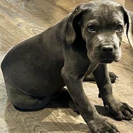 Girl 3 - Gray female Cane Corso puppy in New York from Ironside Cane Corso