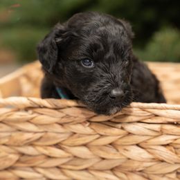 Prancer - Black and white male Aussiedoodle puppy in Lodi, California from KJ Doodles