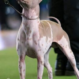 American Hairless Terriers from ZFG