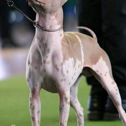 American Hairless Terriers from ZFG
