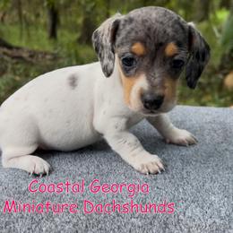Pretty Black And Tan Dappled Piebald Girl - Dapple female Dachshund puppy in Brunswick, Georgia from Coastal Georgia Miniature Dachshunds
