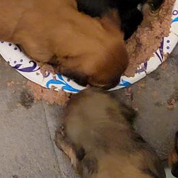 Dachshund Puppies from CLARK'S BREEDING PROGRAM